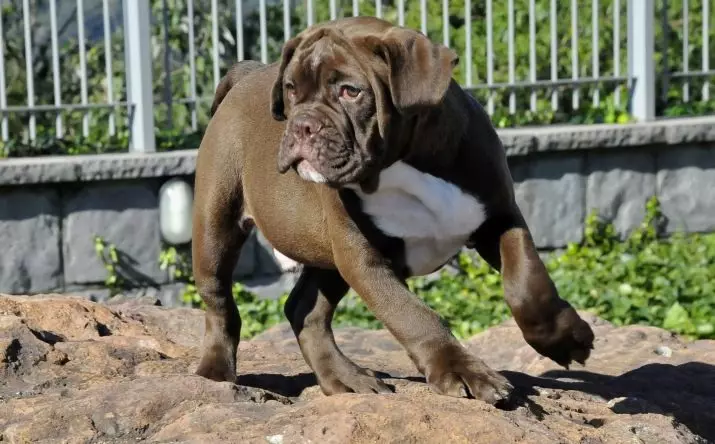 Brasil Bulldog (24 foto): Deskripsi Bulldog Campayiro, Dog Kandungan Fitur 23125_3