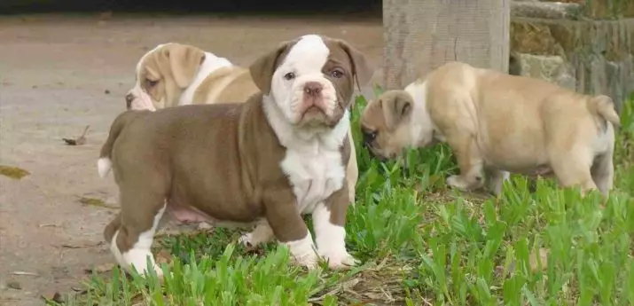 Brasil Bulldog (24 foto): Deskripsi Bulldog Campayiro, Dog Kandungan Fitur 23125_4