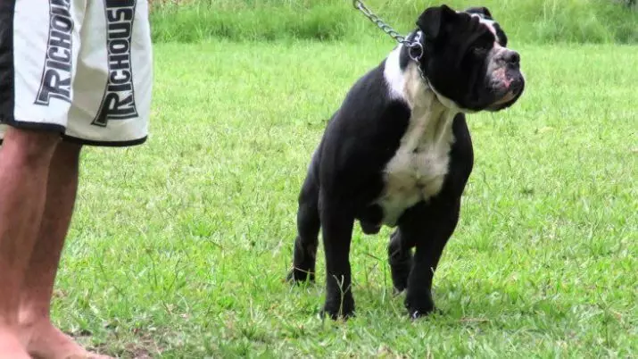 Braziliaanse bulldog (24 foto's): beschrijving van Bulldog Campayiro, hondengehalte 23125_5