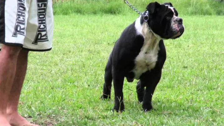 Brazilian Bullilian (24 акс): Тавсифи Кэмпейтийи, хусусиятҳои мундариҷаи саг 23125_5