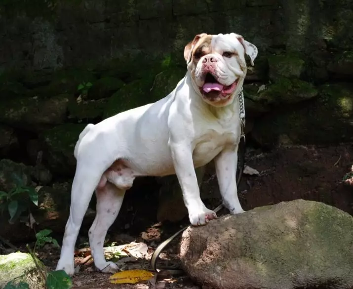 Brasil Bulldog (24 foto): Deskripsi Bulldog Campayiro, Dog Kandungan Fitur 23125_6