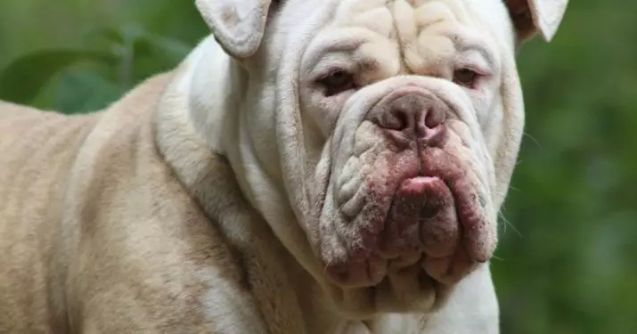 Brasil Bulldog (24 foto): Deskripsi Bulldog Campayiro, Dog Kandungan Fitur 23125_7