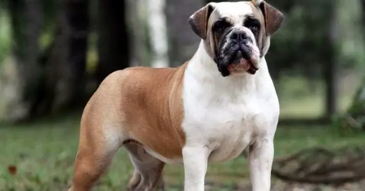 Braziliaanse bulldog (24 foto's): beschrijving van Bulldog Campayiro, hondengehalte 23125_8