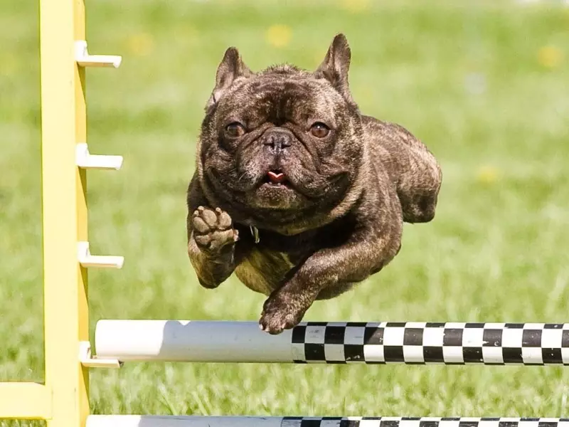 Dimensjoner av franske Bulldogs: Valp Vektbord i flere måneder. Hvor fort er vekten av kroppsvekt? Hvor mye skal en valp veie i 4 måneder? 23126_10
