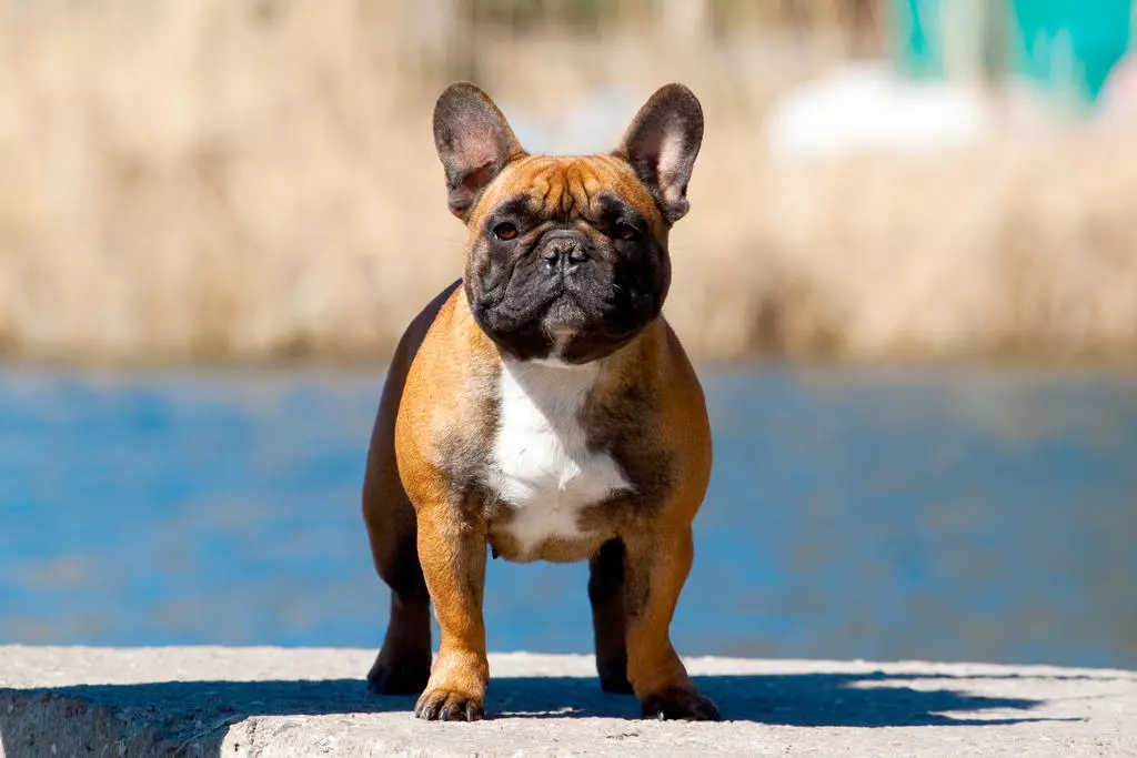 Kích thước của Bulldogs Pháp: Bàn chân chó con trong nhiều tháng. Làm thế nào nhanh chóng trọng lượng của trọng lượng cơ thể? Một con chó con nên nặng bao nhiêu trong 4 tháng? 23126_13