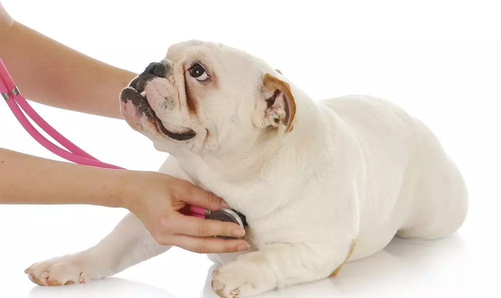 Kích thước của Bulldogs Pháp: Bàn chân chó con trong nhiều tháng. Làm thế nào nhanh chóng trọng lượng của trọng lượng cơ thể? Một con chó con nên nặng bao nhiêu trong 4 tháng? 23126_14