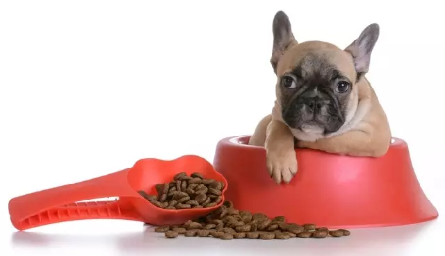 ပြင်သစ် Bulldogogs ၏အရွယ်အစား - ခွေးပေါက်စများသည်လနှင့်ချီ။ ခန္ဓာကိုယ်အလေးချိန်ဘယ်လောက်မြန်သလဲ။ 4 လအတွင်းခွေးကလေးဘယ်လောက်အလေးချိန်သင့်သလဲ။ 23126_15