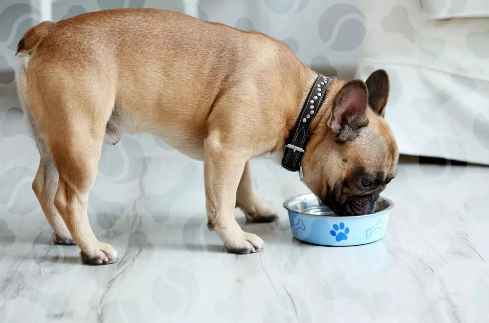 法國鬥牛犬的尺寸：小狗重量桌幾個月。體重的重量有多快？小狗應該在4個月內重量多少？ 23126_16
