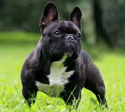 Dimensioner af franske bulldogs: hvalpe vægtbord i måneder. Hvor hurtigt er vægten af ​​kropsvægt? Hvor meget skal en hvalp veje i 4 måneder? 23126_2