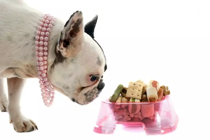 Mått på franska bulldoggar: Valpar viktbord i månader. Hur snabbt är vikten av kroppsvikt? Hur mycket ska en valp väga om 4 månader? 23126_23