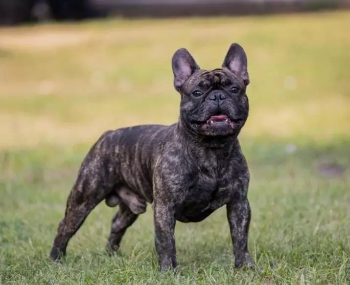 Dimensi Bulldog Perancis: Jadual Berat Puppies selama berbulan-bulan. Berapa cepat berat badan berat badan? Berapa banyak yang perlu ditimbang anjing dalam 4 bulan? 23126_4
