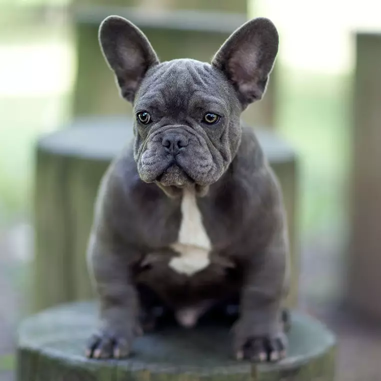法國鬥牛犬的尺寸：小狗重量桌幾個月。體重的重量有多快？小狗應該在4個月內重量多少？ 23126_5