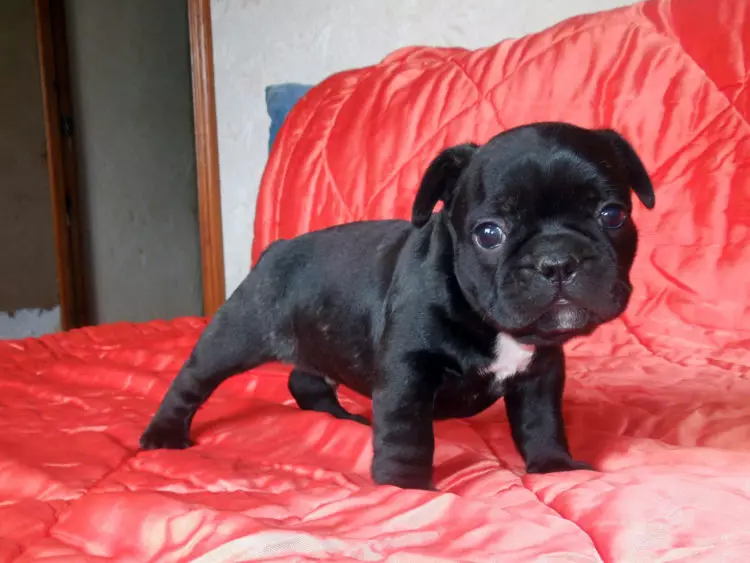 Dimensi Bulldog Perancis: Jadual Berat Puppies selama berbulan-bulan. Berapa cepat berat badan berat badan? Berapa banyak yang perlu ditimbang anjing dalam 4 bulan? 23126_7