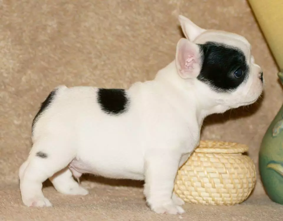 Dimensi Bulldog Perancis: Jadual Berat Puppies selama berbulan-bulan. Berapa cepat berat badan berat badan? Berapa banyak yang perlu ditimbang anjing dalam 4 bulan? 23126_8