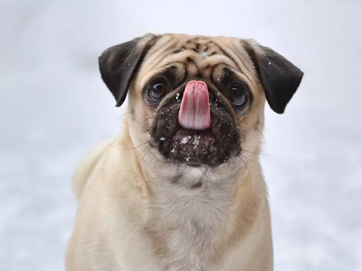 PUG A FROFE BULLDOG (45 Fotografie): Kto je lepšie vybrať si? Čo sa od seba líšia? Porovnanie charakteru a vzhľadu 23127_14