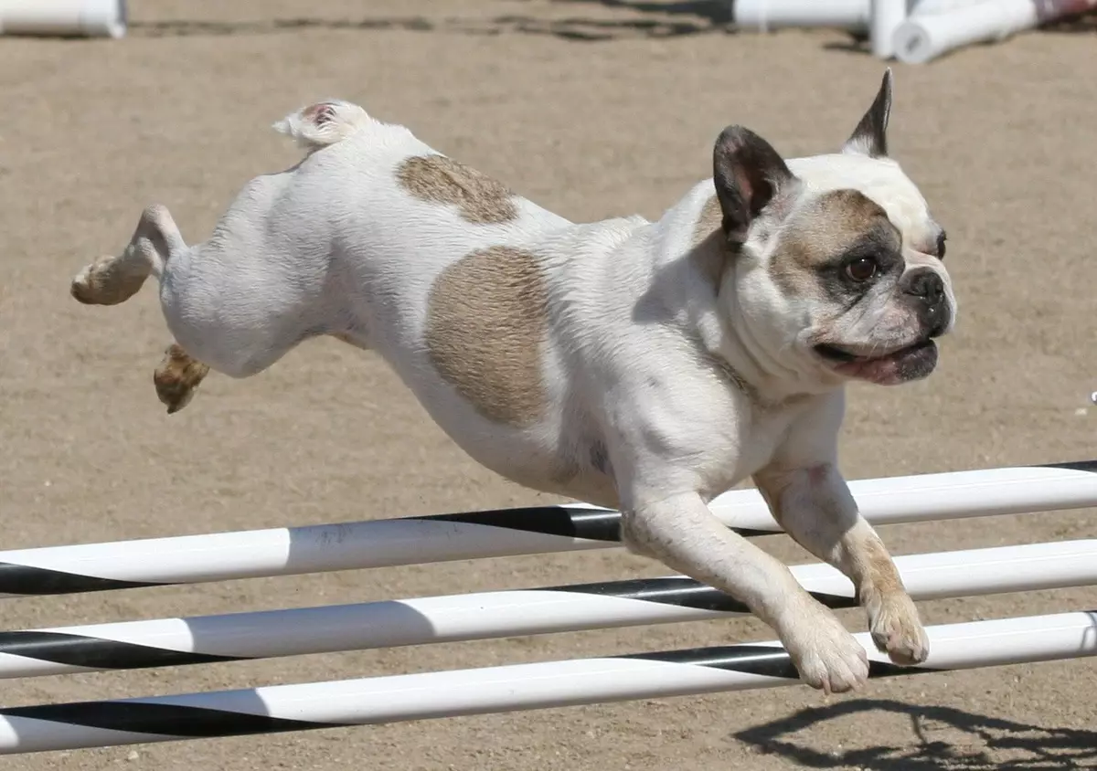 Pug kaj Franca Bulldog (45 fotoj): Kiu estas pli bone elekti? Kion ili diferencas unu de la alia? Komparo de karaktero kaj aspekto 23127_23