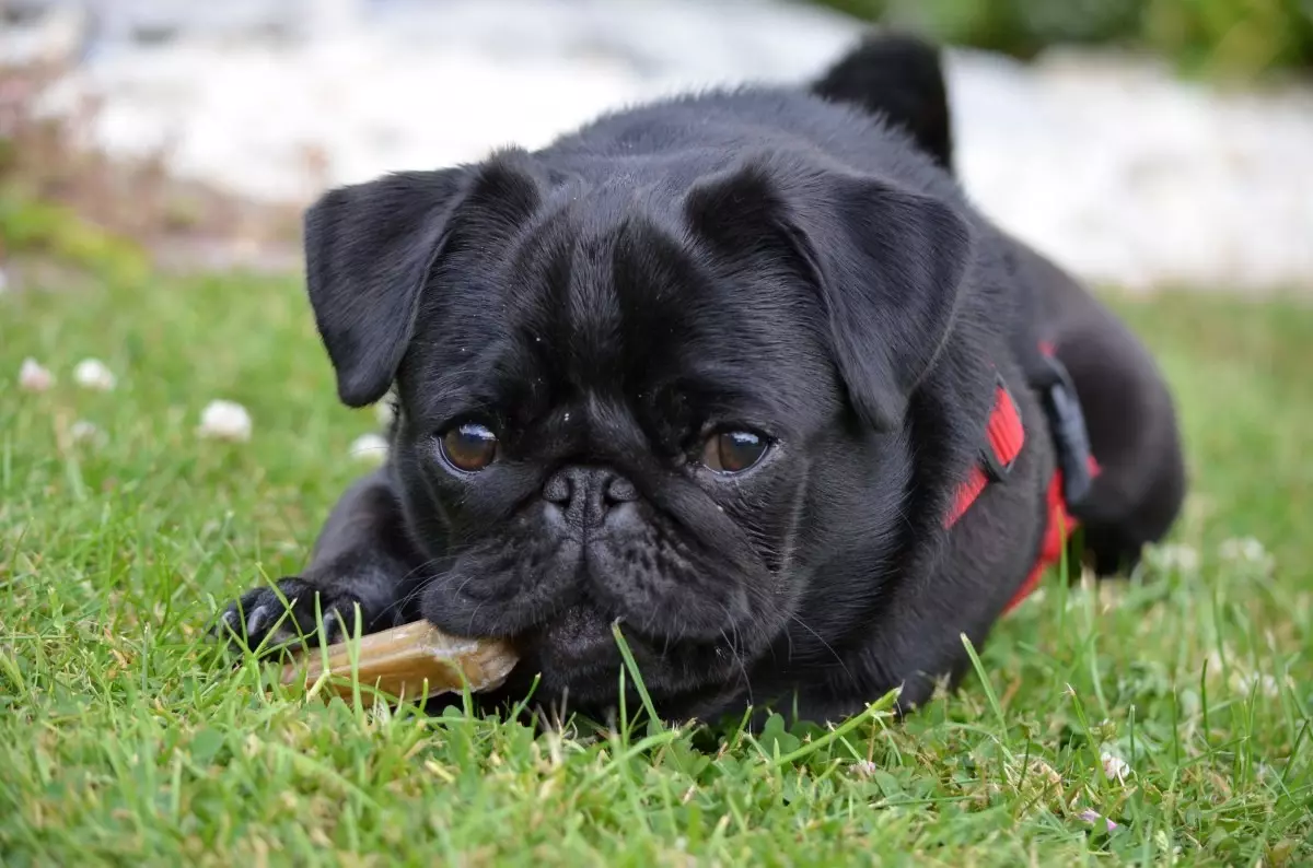 PUG A FROFE BULLDOG (45 Fotografie): Kto je lepšie vybrať si? Čo sa od seba líšia? Porovnanie charakteru a vzhľadu 23127_29