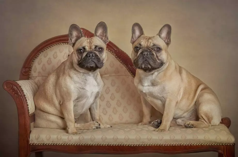 Pug and French Bulldog (45 photos): Who is better to choose? What do they differ from each other? Comparison of character and appearance 23127_33