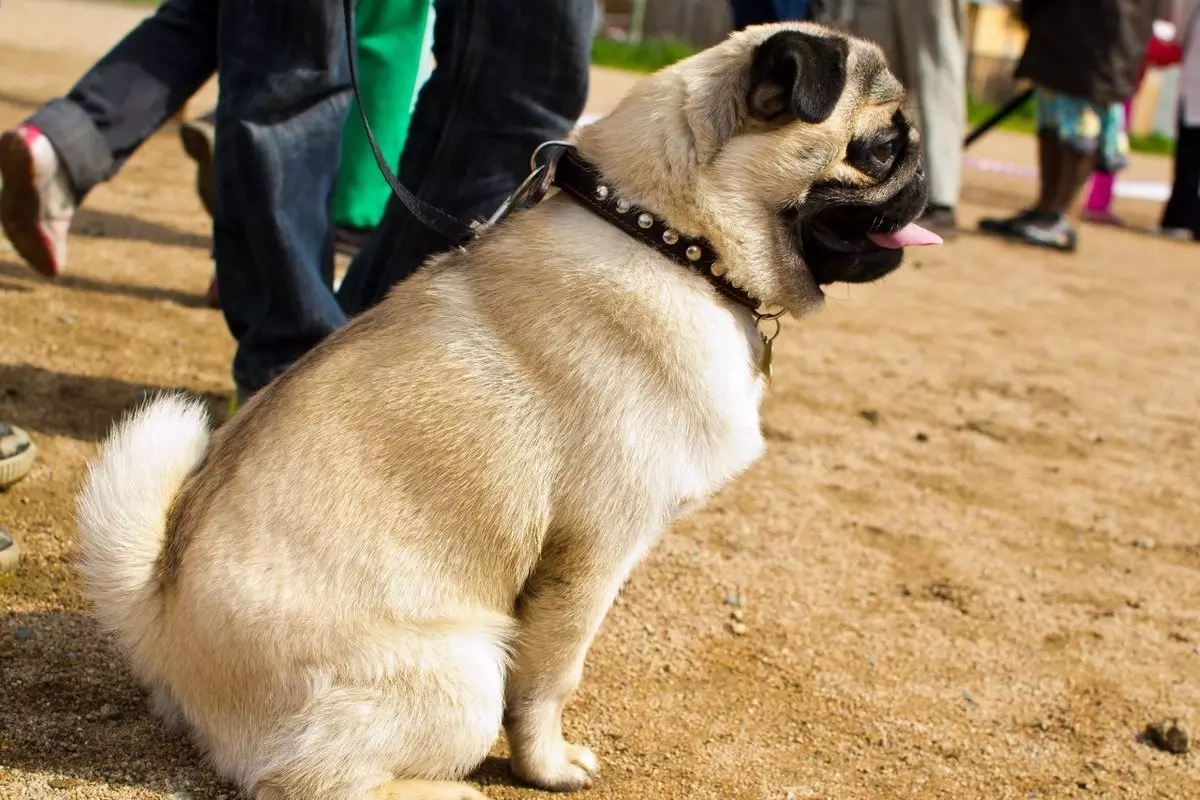 Pug na Kifaransa Bulldog (45 photos): Nani ni bora kuchagua? Je, wao tofauti na kila mmoja? Ulinganisho wa tabia na muonekano 23127_35