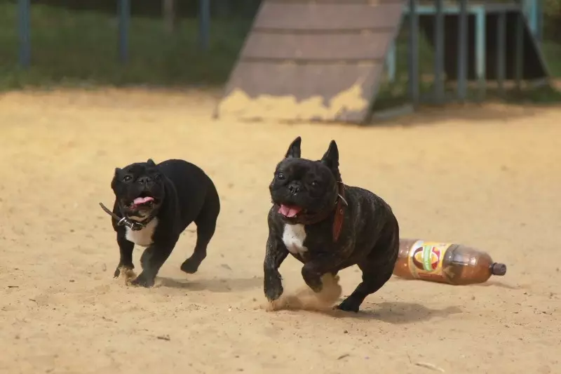 Pug we fransuz buldog (45 surat): Kim saýlamak has gowudyr? Olar biri-birinden näme tapawutlanýar? Häsiýeti we daşky görnüşini deňeşdirmek 23127_37