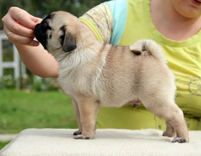 Pug kaj Franca Bulldog (45 fotoj): Kiu estas pli bone elekti? Kion ili diferencas unu de la alia? Komparo de karaktero kaj aspekto 23127_41