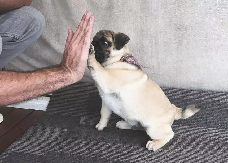 PUG A FROFE BULLDOG (45 Fotografie): Kto je lepšie vybrať si? Čo sa od seba líšia? Porovnanie charakteru a vzhľadu 23127_42