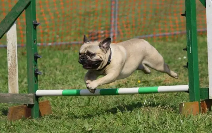 Pug sareng Bulldog Perancis (45 poto): Saha anu langkung milih? Naon anu aranjeunna bénten ti silih? Ngabandingkeun karakter sareng penampilan 23127_43