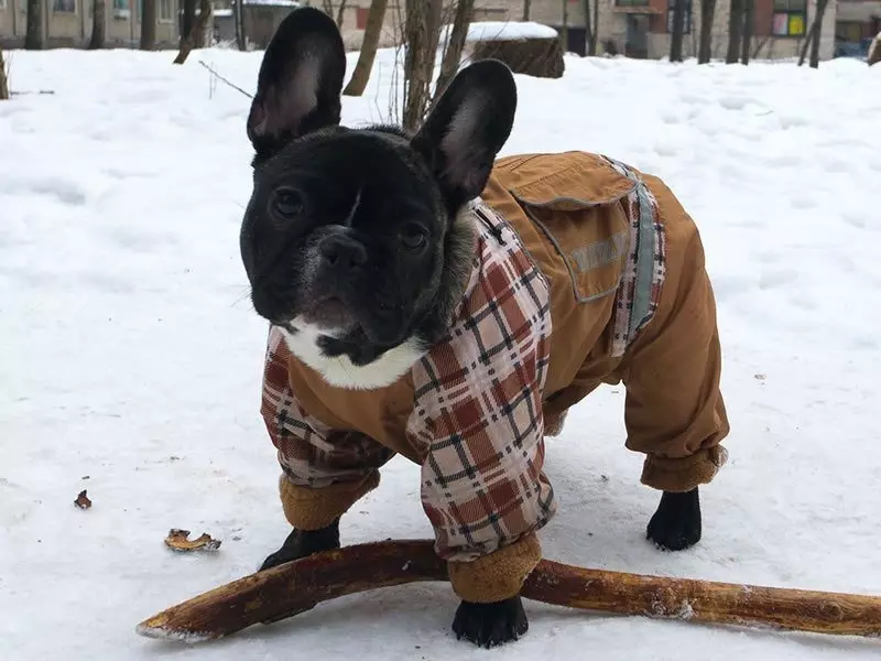 PUG A FROFE BULLDOG (45 Fotografie): Kto je lepšie vybrať si? Čo sa od seba líšia? Porovnanie charakteru a vzhľadu 23127_45