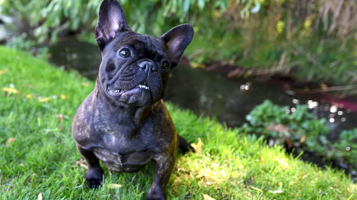 Blue French Bulldog (20 photos): Description of gray color puppies with blue eyes, their content 23128_10