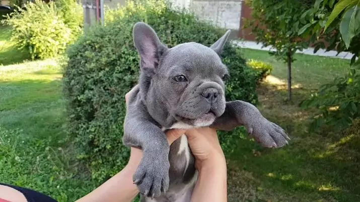 Blue French Bulldog (20 Gambar): Penerangan tentang Grey Color Puppies dengan mata biru, kandungan mereka 23128_12