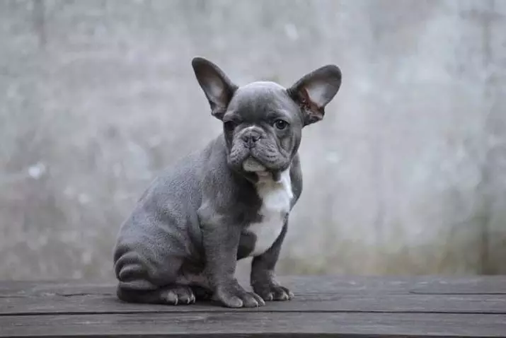 Blue French Bulldog (20 عکس): شرح توله سگ های رنگ خاکستری با چشم آبی، محتوای آنها 23128_2