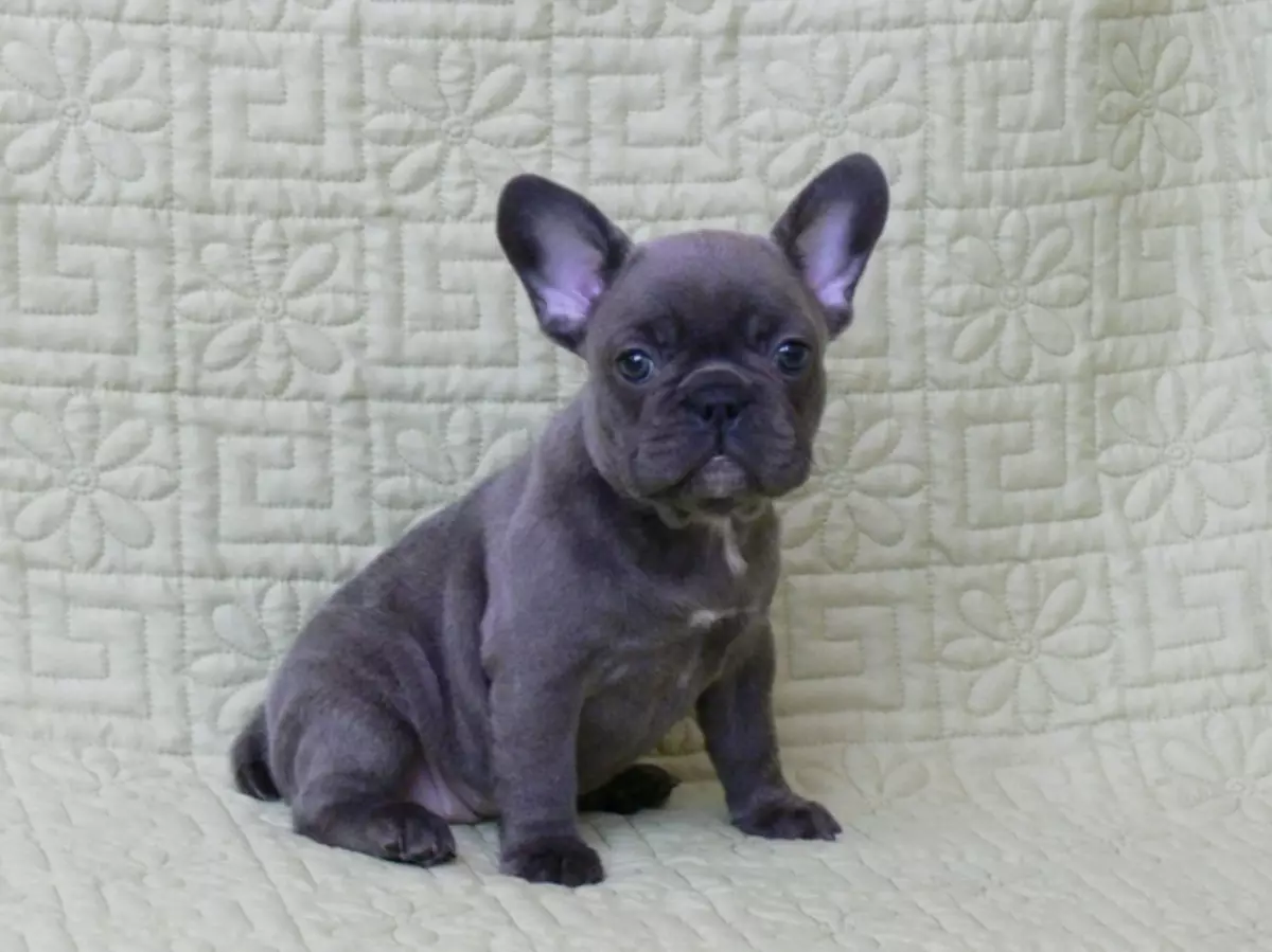 Bulldog francés azul (20 fotos): Descripción de cachorros de color gris con ojos azules, su contenido 23128_20