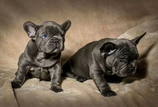 Blue French Bulldog (20 photos): Description of gray color puppies with blue eyes, their content 23128_4