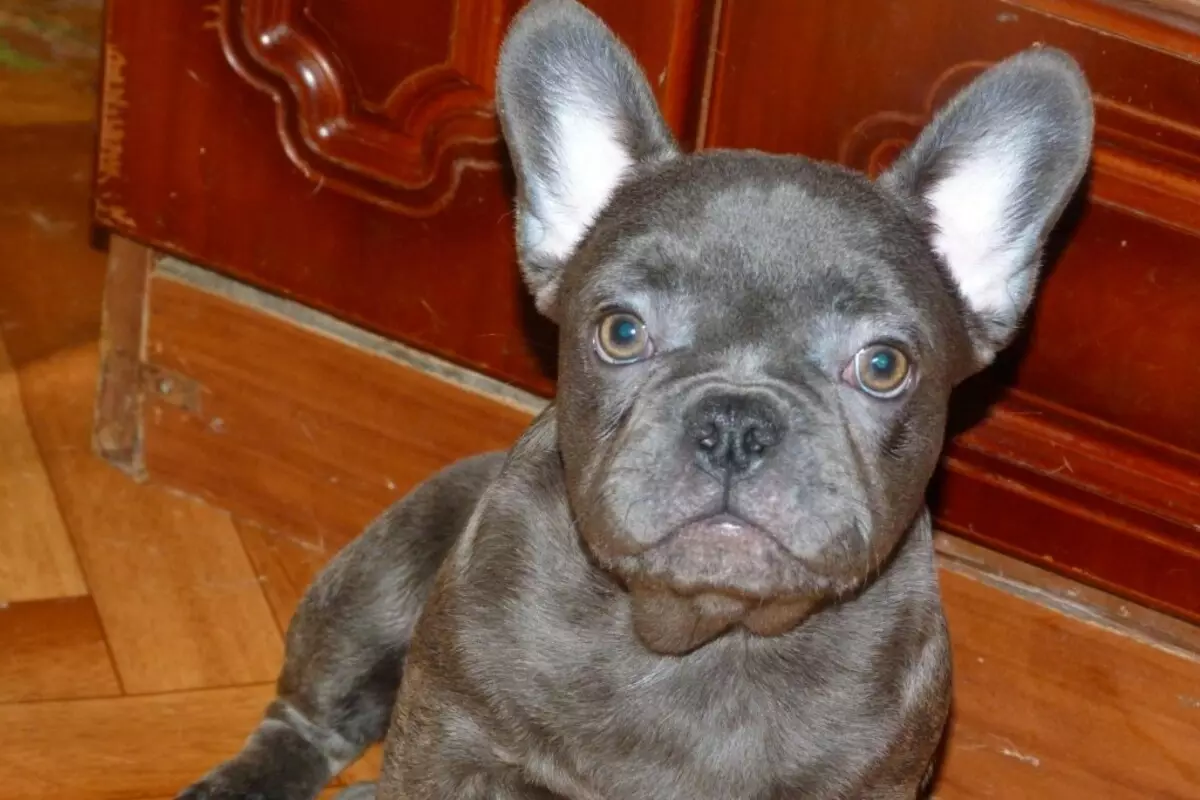 蓝色法国牛头犬（20张照片）：用蓝眼睛的灰色小狗描述，他们的内容 23128_6