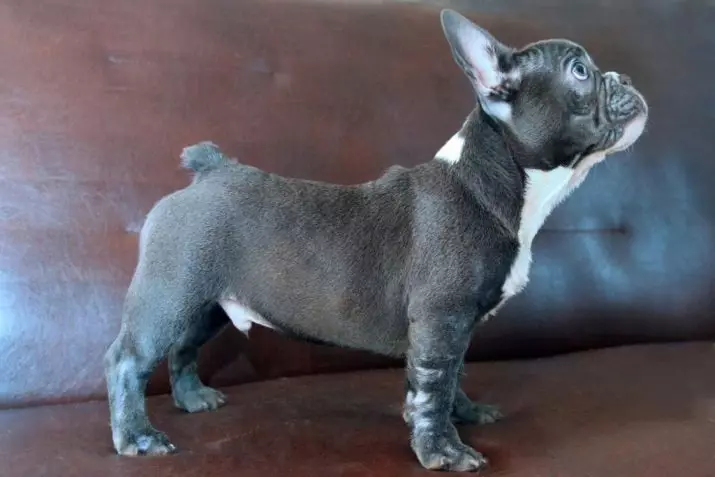 Син френски булдог (20 снимки): описание на сиви цветни кученца със сини очи, тяхното съдържание 23128_8