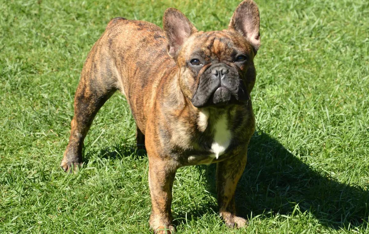 Fehér francia bulldog (17 fotó): Kiskutya karakter, leírás, oktatás és gondozás 23132_10