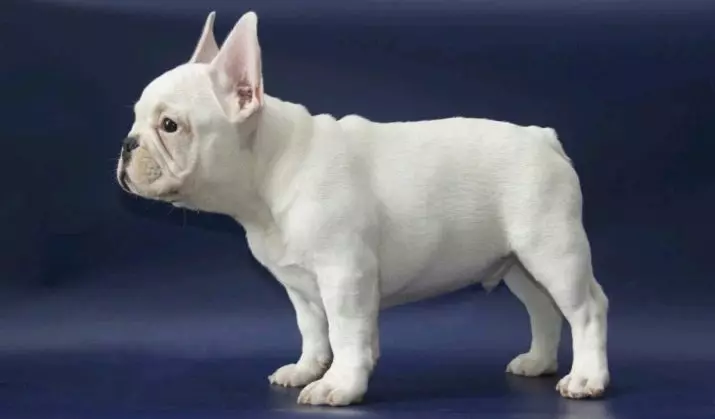 Bulldog Fransî ya Spî (17 wêne): Karaktera Puppy, Danasîn, Perwerde û Lênihêrîn 23132_11