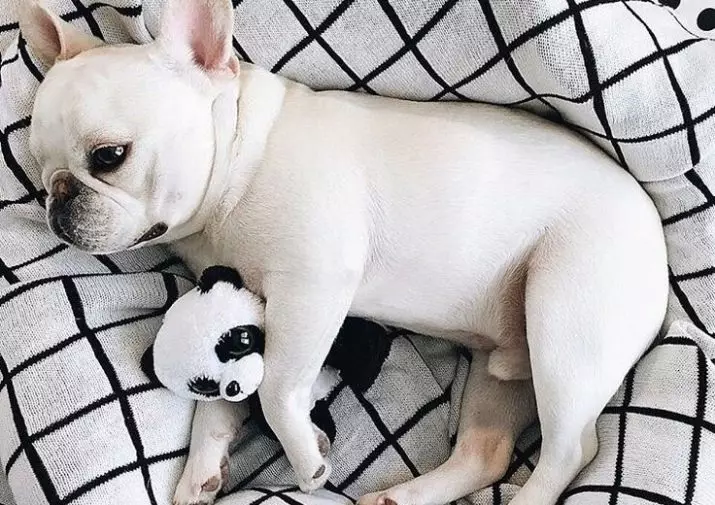 თეთრი ფრანგული Bulldog (17 ფოტო): Puppy ხასიათი, აღწერა, განათლება და მოვლა 23132_14