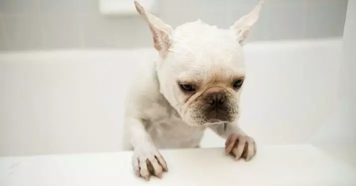 თეთრი ფრანგული Bulldog (17 ფოტო): Puppy ხასიათი, აღწერა, განათლება და მოვლა 23132_15