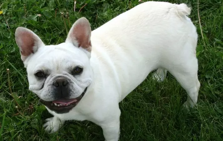 Fehér francia bulldog (17 fotó): Kiskutya karakter, leírás, oktatás és gondozás 23132_2
