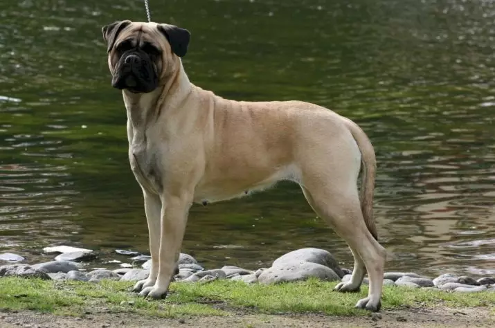 Bulldog Fransî ya Spî (17 wêne): Karaktera Puppy, Danasîn, Perwerde û Lênihêrîn 23132_3