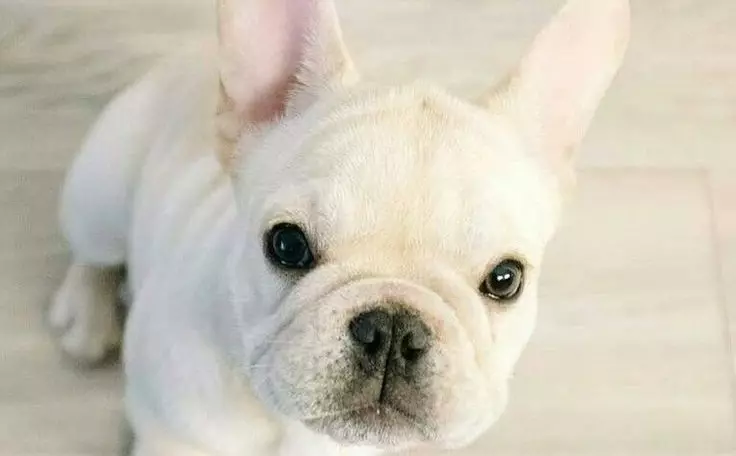 Fehér francia bulldog (17 fotó): Kiskutya karakter, leírás, oktatás és gondozás 23132_5