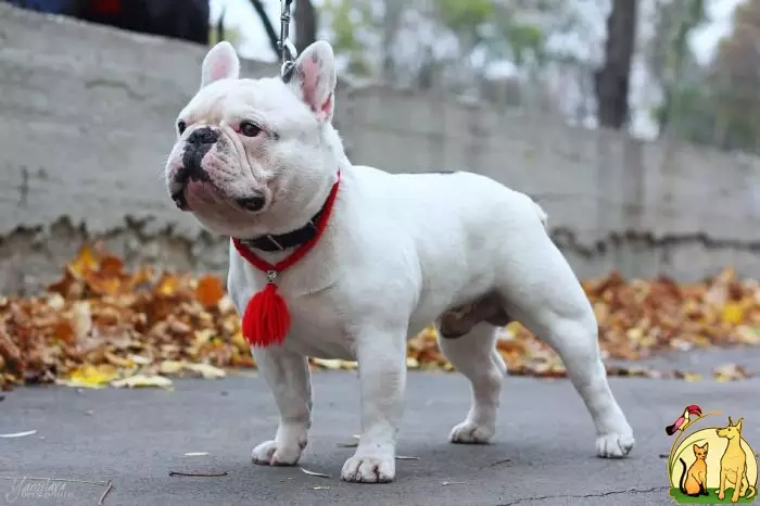 Vit fransk bulldogg (17 bilder): valp karaktär, beskrivning, utbildning och vård 23132_6