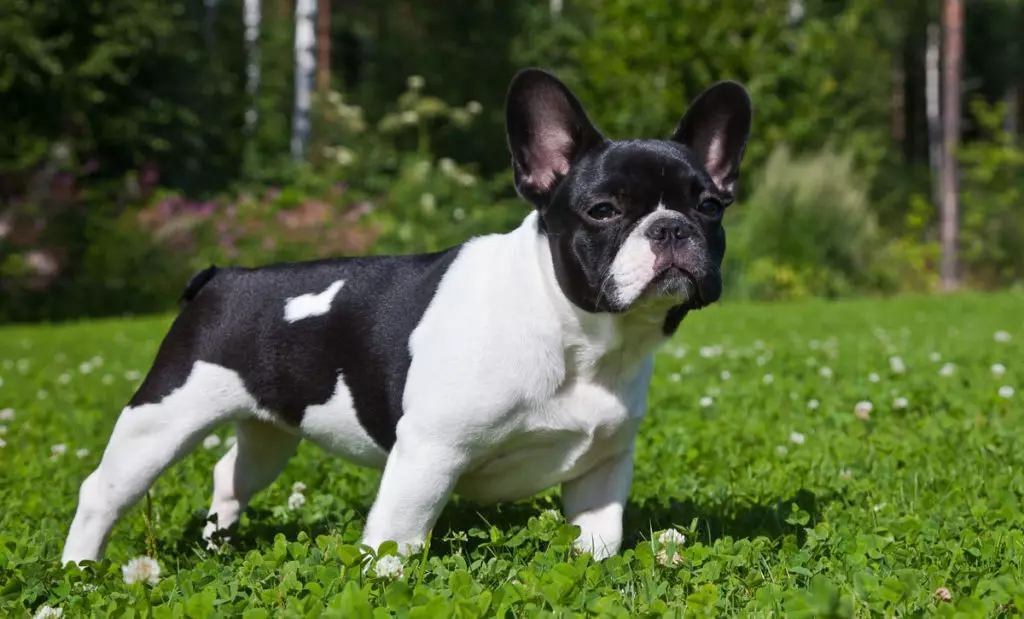 Bulldog Prancis Putih (17 Foto): Karakter Puppy, Katrangan, Pendhidhikan lan Perawatan 23132_8