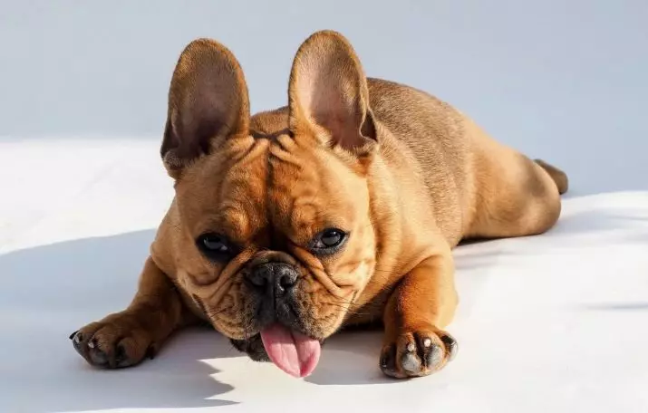 How many french bulldogs live? What is the lifespan of life? How to increase the number of years at home? 23133_2