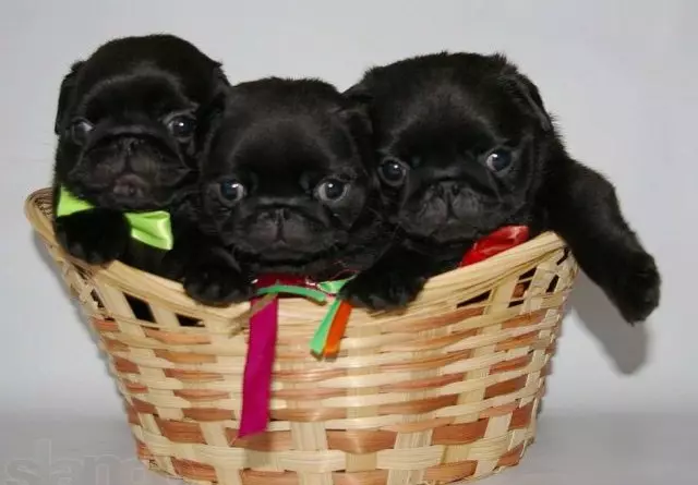 Black Pug (32 mga larawan): Mga Tampok ng mga tuta at mga adult na aso. Ang katangian ng mga maliliit na pugs ng itim na kulay. Paano tumawag sa isang batang lalaki at isang babae? 23137_14