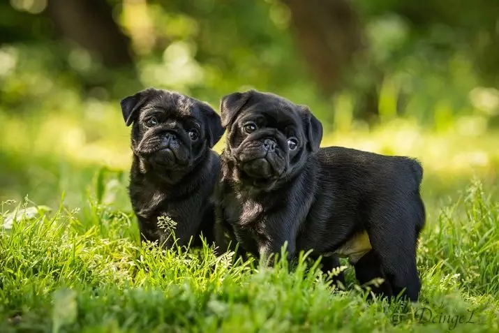 Black Pug (32 mga larawan): Mga Tampok ng mga tuta at mga adult na aso. Ang katangian ng mga maliliit na pugs ng itim na kulay. Paano tumawag sa isang batang lalaki at isang babae? 23137_2