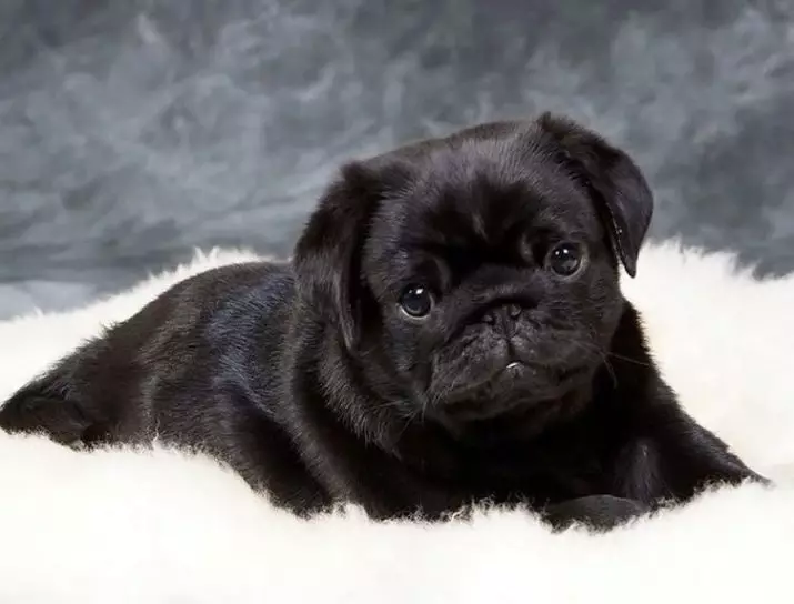 Black Pug (32 mga larawan): Mga Tampok ng mga tuta at mga adult na aso. Ang katangian ng mga maliliit na pugs ng itim na kulay. Paano tumawag sa isang batang lalaki at isang babae? 23137_32