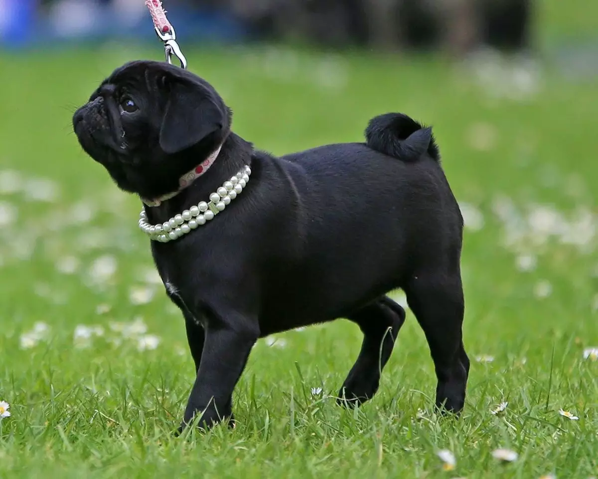 Black Pug (32 mga larawan): Mga Tampok ng mga tuta at mga adult na aso. Ang katangian ng mga maliliit na pugs ng itim na kulay. Paano tumawag sa isang batang lalaki at isang babae? 23137_6