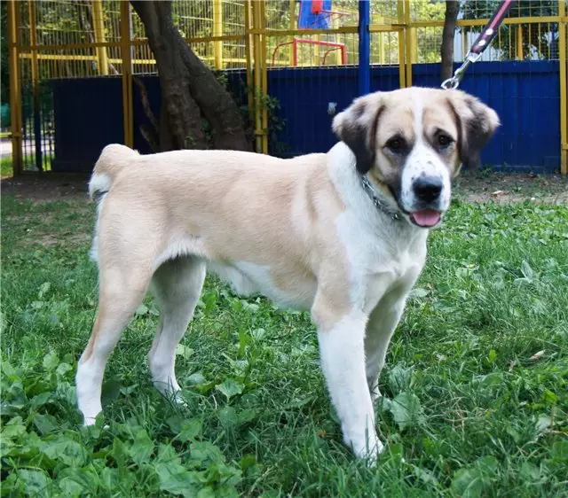 Metis Alabaya (27 foto): Alabai Mix Fitur dengan Gembala Jerman dan Kaukasia, dengan Husky dan Labrador, dengan Mongrel dan Breed lainnya 23148_10